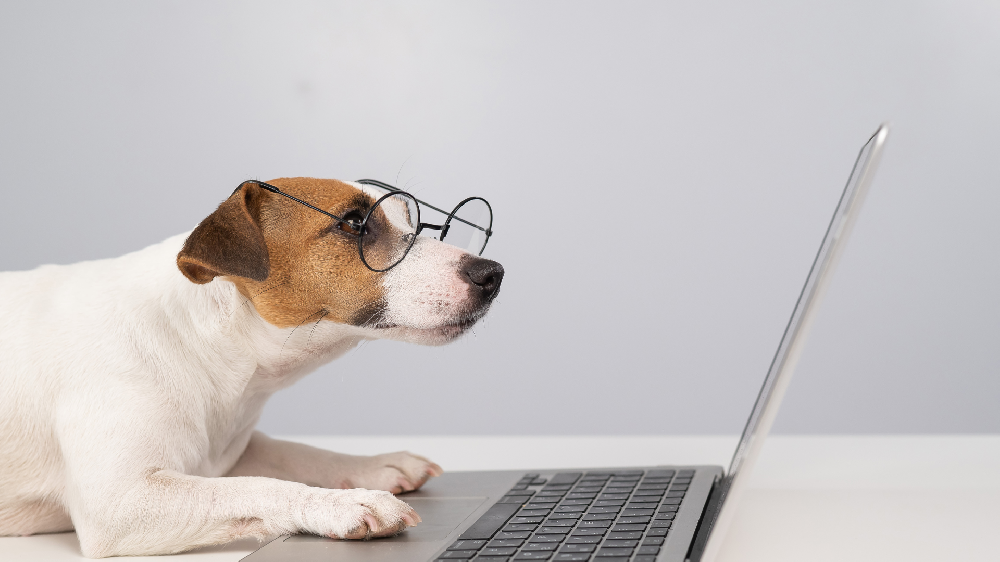 WEB戦略を実行するワンちゃん