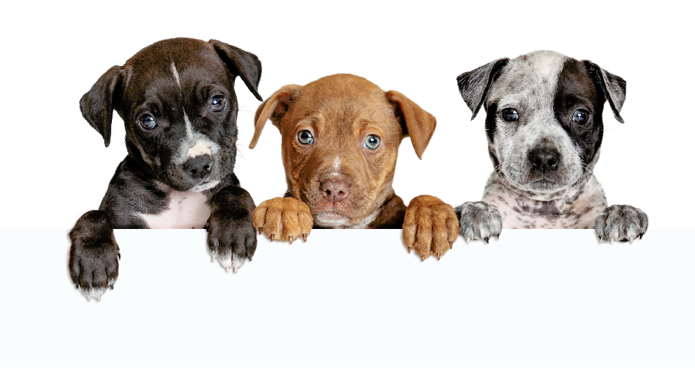 コンテンツの詳細公開に注目する犬たち