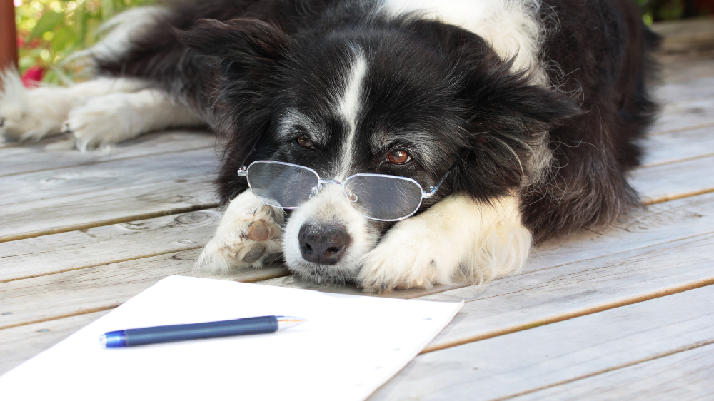 マーケティング戦略を考える犬