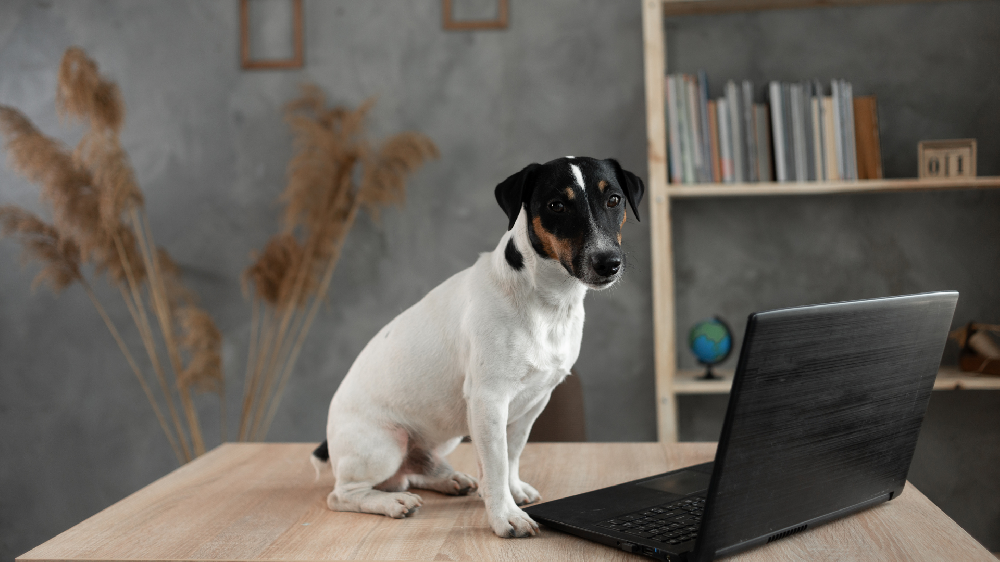 市場調査を行う犬