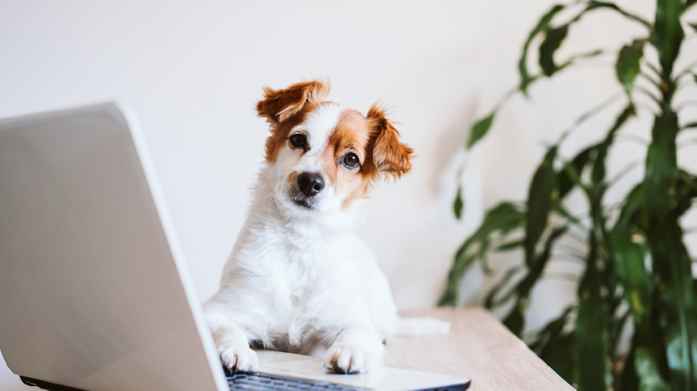ブランドポジショニングを考える犬