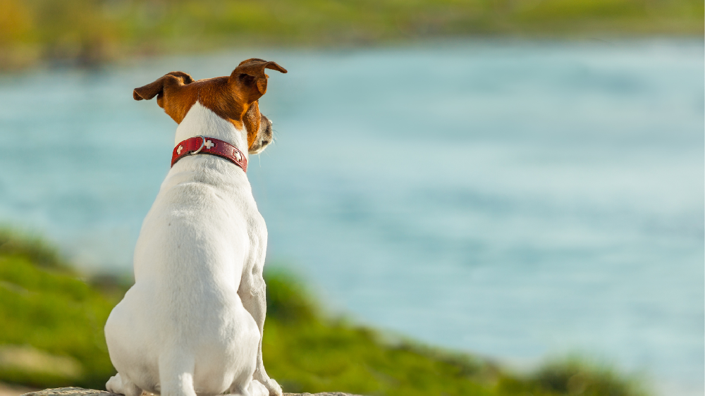 競合について考える犬